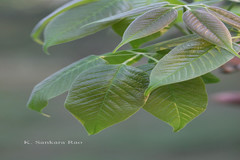 Handroanthus impetiginosus